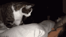 Acorda Levanta Vamos Dormindo Gato GIF - Wake Up Get Up Lets Go GIFs