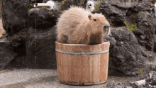 water sit capybara