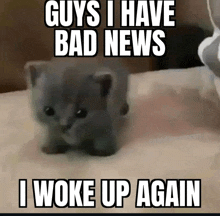 a kitten is laying on a bed with a meme that says guys i have bad news i woke up again