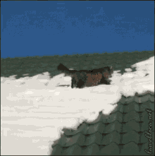 This Cat Might Have Died GIF - Cats Roof GIFs