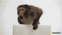 Maymun Bilgisayar Maymun Komik GIF - Maymun Bilgisayar Maymun Komik GIFs