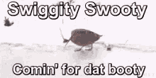 Bird Walking Coming For That Booty GIF