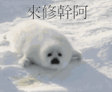 Cute Seal GIF