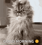 Cat Confused GIF - Cat Confused GIFs