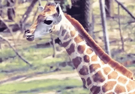 Funny Animals Giraffe GIF - Funny Animals Giraffe Wildlife - Discover &  Share GIFs