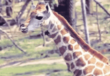 Funny Animals Giraffe GIF