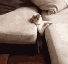Couch Dog GIF