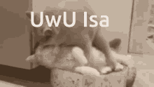 Isa Uwu GIF - Isa Uwu GIFs