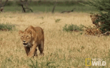 Hunting In Pairs GIF