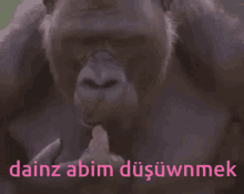 a picture of a gorilla with the words dainz abim written below it