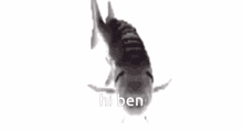 Ben Fish Spin GIF - Ben Fish Spin Ben Balmaceda GIFs