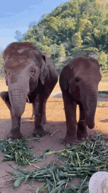 Elephant Eating GIF - Elephant Eating Eat GIFs