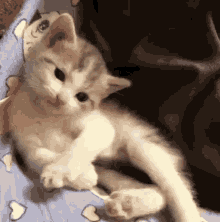 a kitten is laying on a bed with hearts on it 's blanket .