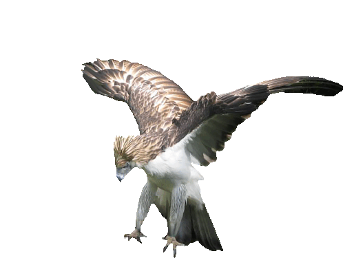 philippine eagle flying hd