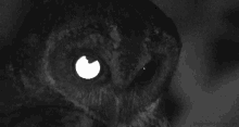 Owl Eyes GIF - Owl Eyes Reflect GIFs