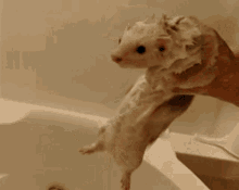 Aquilo Rato GIF - Aquilo Rato Banho GIFs