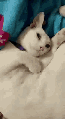 Cat Lazy GIF - Cat Lazy Tired GIFs