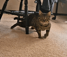 Cat Cat Running GIF - Cat Cat Running Black Cat GIFs