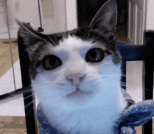 Cat Stare GIF - Cat Stare Monkeycatluna GIFs