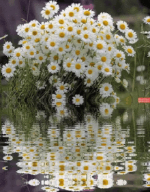 Flowers Water GIF - Flowers Water Reflection GIFs
