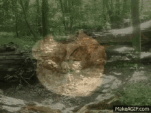 Nature Stones GIF - Nature Stones Forest GIFs