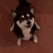 Excited Excited Dog GIF - Excited Excited Dog Excited Dance GIFs