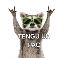 a raccoon wearing green sunglasses has its arms in the air and says " tengu uh pac "