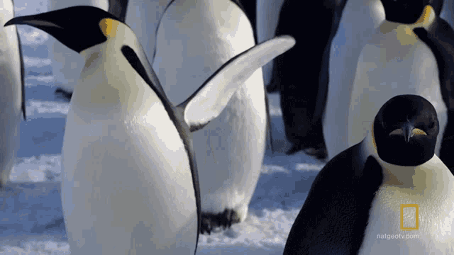 Shaking My Wings Emperor Penguins GIF - Shaking My Wings Emperor Penguins  Wings - Discover & Share GIFs