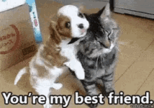 Best Friends Cat And Dog GIF - Best Friends Cat And Dog GIFs