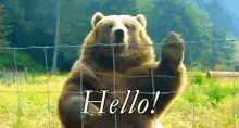 Hello Bear GIF - Hello Bear Wave GIFs