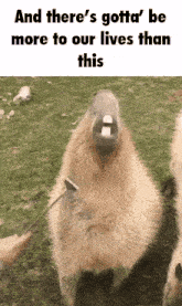a picture of a capybara with the caption and there 's gotta be more to our lives than this
