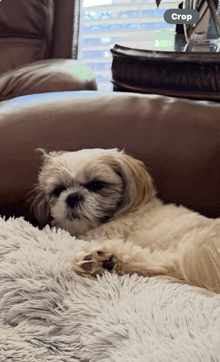 a small dog laying on a couch with a crop button in the corner