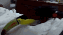 surprise toucan