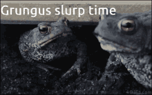 grungus toad slurp confusion worm