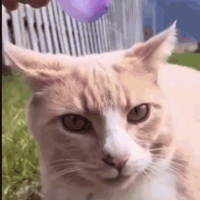 Cat Reaction Cat GIF - Cat Reaction Cat Cattitude GIFs