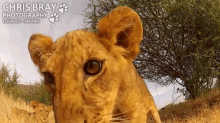 lion cub play camera pet