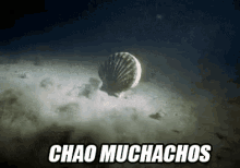 Chao Muchachos GIF