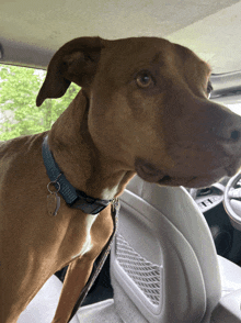 a brown dog wearing a blue collar is sitting in the back seat of a car