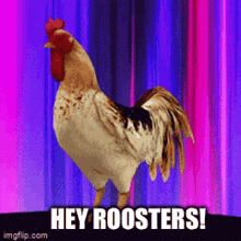 Rooster Hiroosters GIF - Rooster Hiroosters GIFs