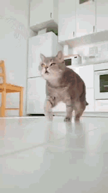 Cat Run GIF - Cat Run Slow GIFs