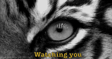watching you look stare watch