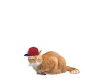a cat wearing a hat with the words get real written in green behind it