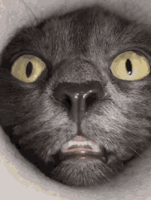 Cat Nose GIF - Cat Nose Sniff GIFs