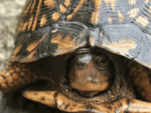 Turtle Hiding Himself GIF - Turtle Hiding Himself Species GIFs