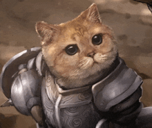 Cat Soldier GIF - Cat Soldier GIFs