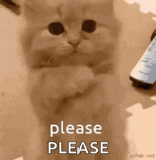a kitten is sitting on the floor next to a remote control and asking for something .