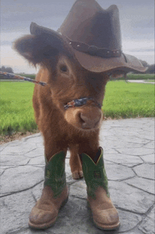 Cow GIF