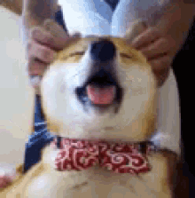 Relaxed Dog GIF - Relaxed Dog Smiling GIFs