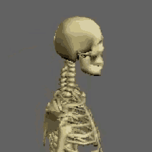 Whiplash Skeleton GIF - Whiplash Skeleton Demonstration GIFs