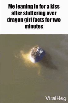 a picture of an alligator in the water with a caption that says me leaning in for a kiss